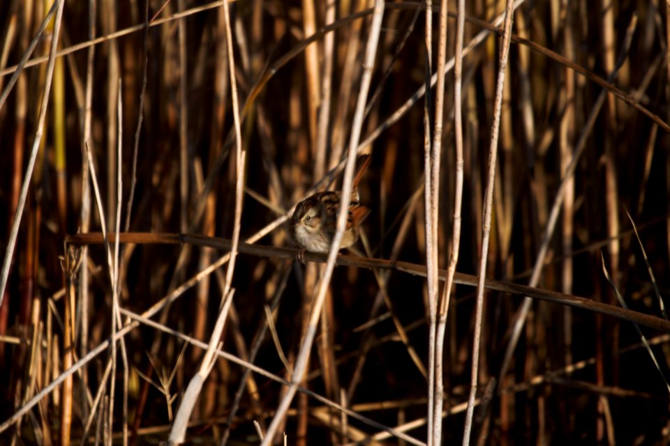 IMG 6013c Swamp Sparrow Mskota Sands Kankakee Co IL 11-29-2017