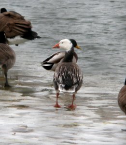 DSCN0761 c Snow Goose (Dark Morph)  Kankakee IL 1-23-12