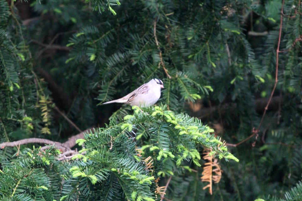 IMG 0029c White-crowned Sparrow Hse Kankakee IL 5-19-2018