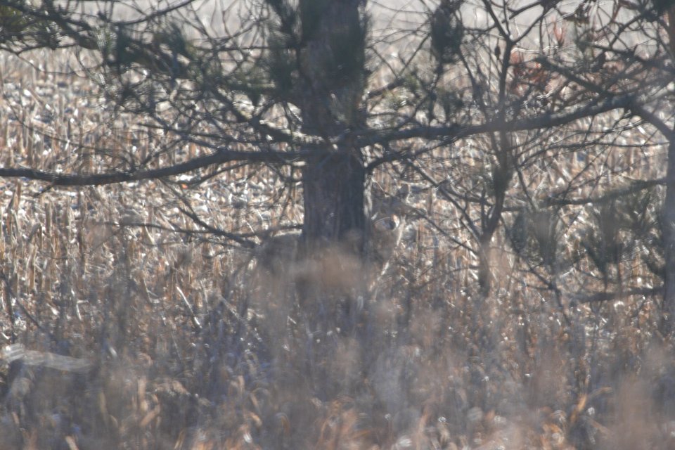 IMG 8124c Coyote Willowhaven Area Kankakee Co IL 3-2-2018