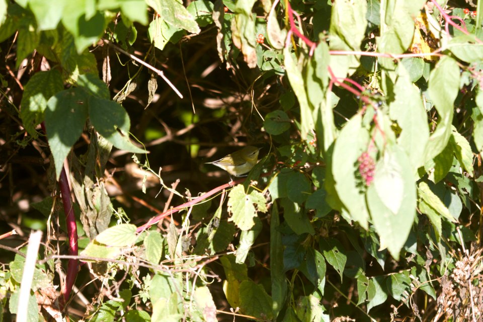 IMG 4804c Tennessee Warbler LeVasseur-Perry Farm Park Kankakee Co IL 10-16-2017