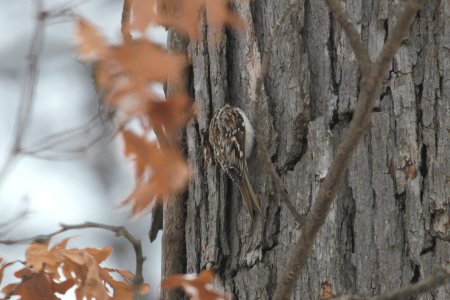 IMG 7835c Brown Creeper LeVasseur Park Kankakee-IL 2-11-2018
