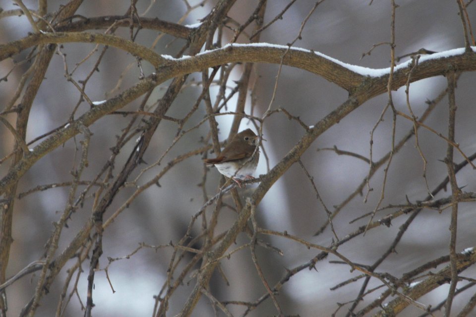 IMG 7805c Hermit Thrush LeVasseur Park Kankakee-IL 2-11-2018