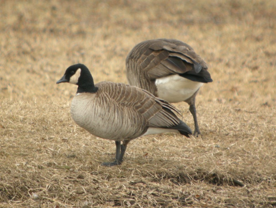 DSCN7262 c Cackling Goose  Kankakee Co IL 3-14-13