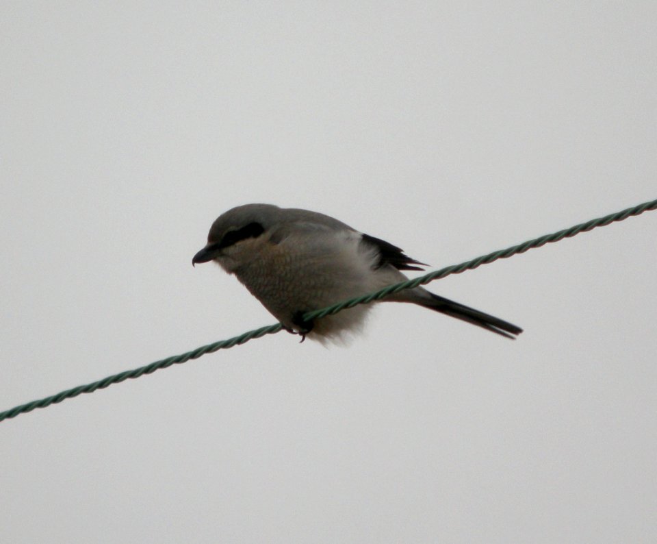 DSCN0640 c Northern Shrike  E. Grundy Co IL 12-31-11