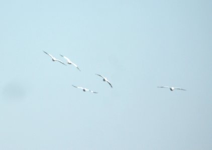 DSCN7304 c American White Pelican  Newton Co IN 3-20-13
