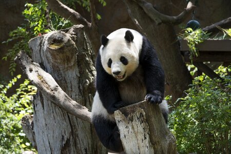 Zoo cute china photo