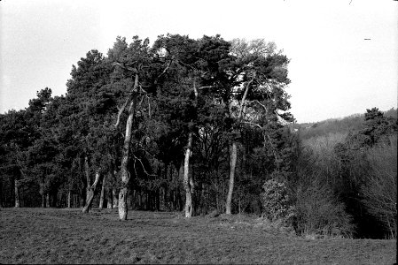 Exa + Tessar 2,8/50 - Pine Trees