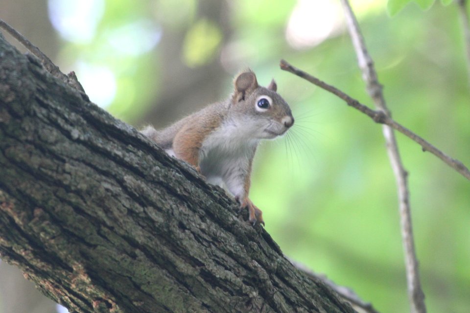 IMG 0123c Red Squirrel Hse Kankakee IL 5-26-2018