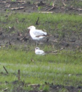 DSCN7593 c Forster's Tern (1st yr) Kankakee Co IL 6-15-11