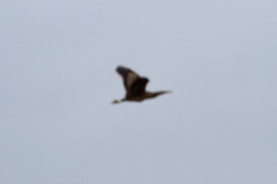 IMG 9065c American Bittern Pembroke Twp Kankakee Co IL 4-21-2018