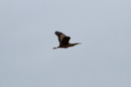 IMG 9065c American Bittern Pembroke Twp Kankakee Co IL 4-21-2018