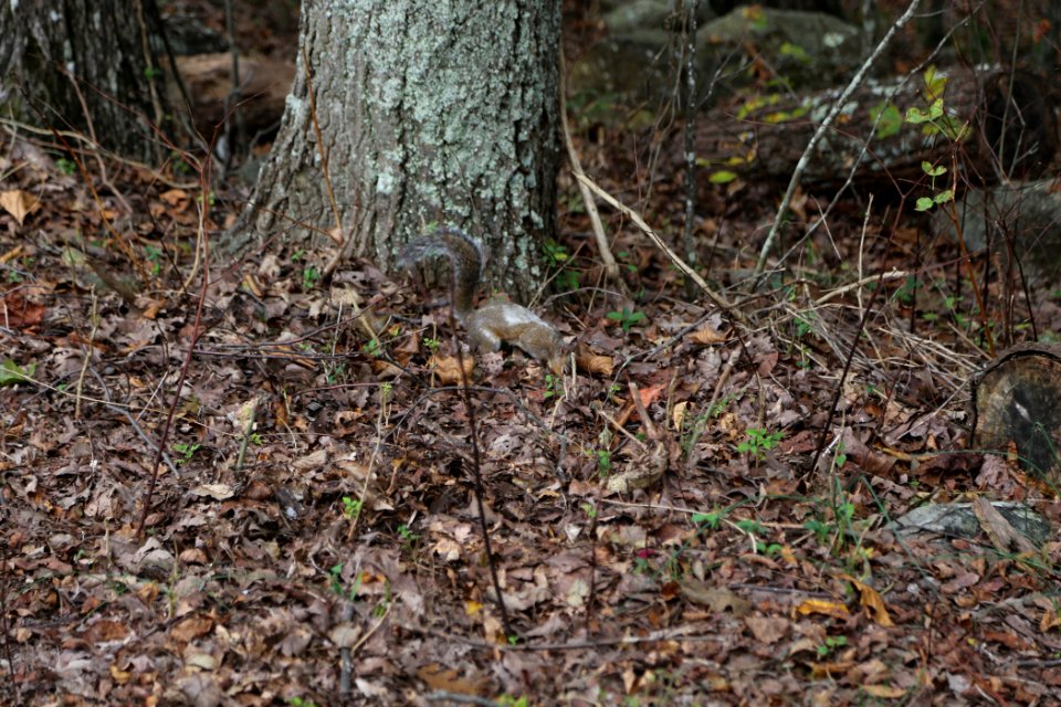 Squirrel on Kennesaw Mountain