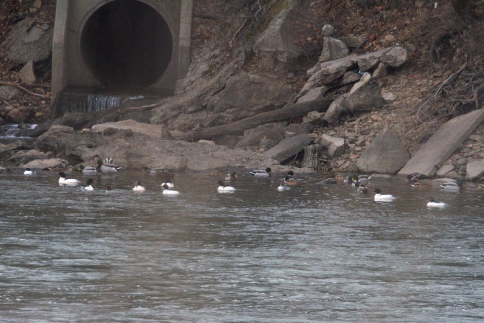 IMG 7160c Common Merganser Legion Park Kankakee IL 1-12-2018