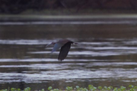 IMG 5259c WF Ibis Willowhaven Area Kankakee Co IL 10-23-2017 photo