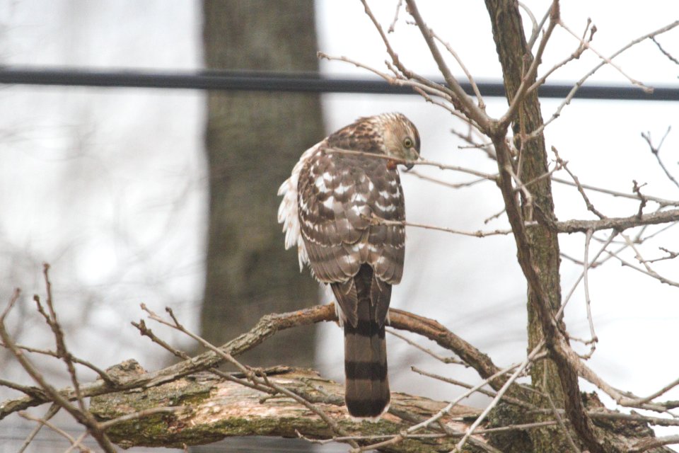 IMG 8292c Cooper's Hawk Hse Kankakee) IL 3-7-2018
