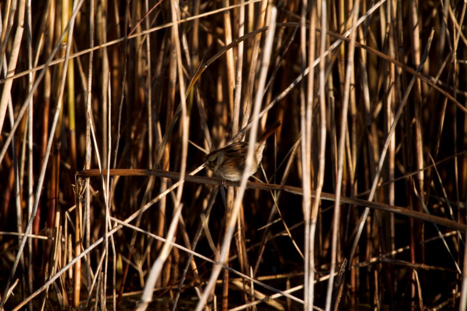 IMG 6017c Swamp Sparrow Mskota Sands Kankakee Co IL 11-29-2017