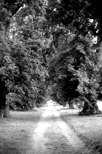 Canon EOS 30 with Canon EF 50mm f/1,8 II -  Nové Dvory Linden Avenue 03