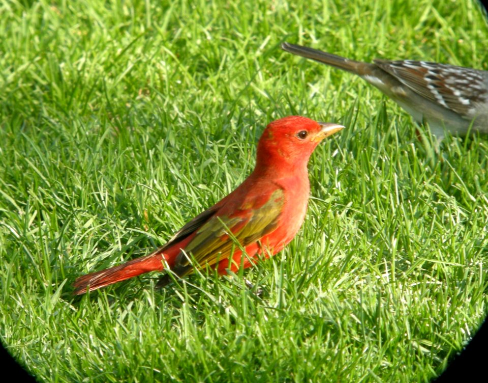 DSCN8075 c Summer Tanager  Kankakee Co IL 4-30-13