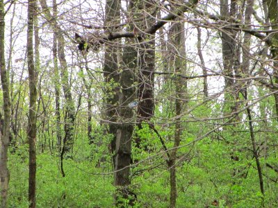 IMG 0047c Cerulean Warbler Cavalier De LaSalle Park Bourbonnais, IL 5-3-2018