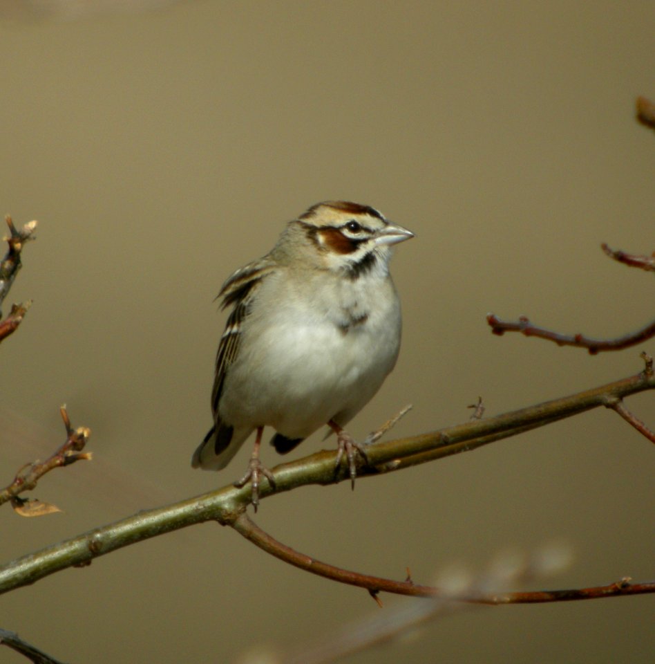 DSCN7712 c Lark Sparrow  Kankakee Co IL 4-27-13