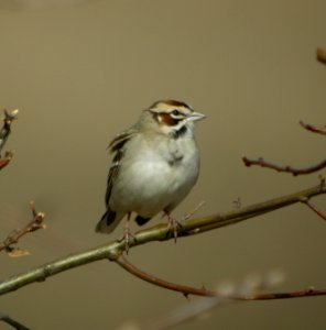 DSCN7712 c Lark Sparrow  Kankakee Co IL 4-27-13