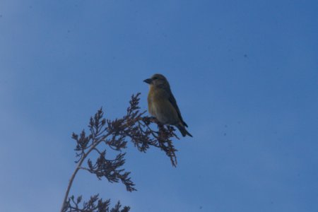 IMG 6700c Red Crossbill Chatfield SP CO 12-24-2017