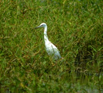 DSCN4556 c Little Blue Heron  Kankakee Co IL 7-28-12