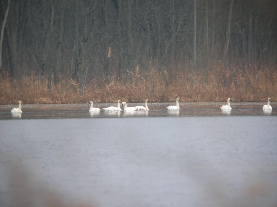 DSCN0113c Tundra Swan LaSalle FWA IN 1-8-2019