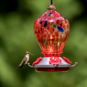 Hummingbird