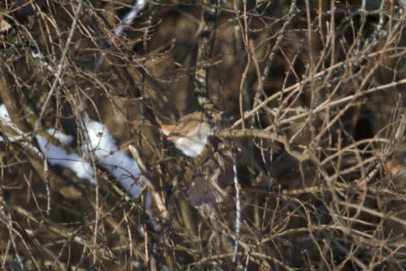 IMG 6938c Hermit Thrush NE Iroquois Co IL 1-1-2018 photo