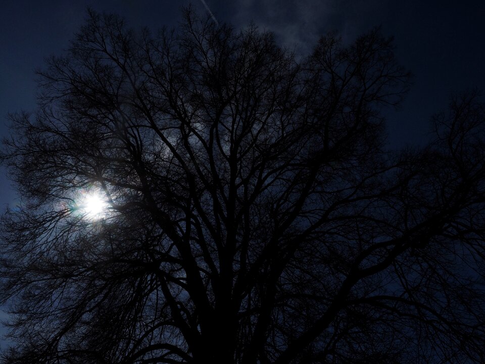 Aesthetic branches tribe