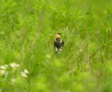 DSCN7989 c Bobolink Kankakee Co IL 7-11-11