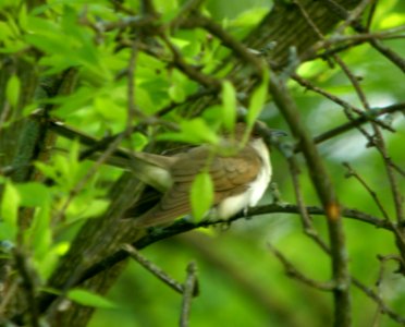 DSCN8581 c Black-billed Cuckoo  Kankakee Co IL 5-22-13