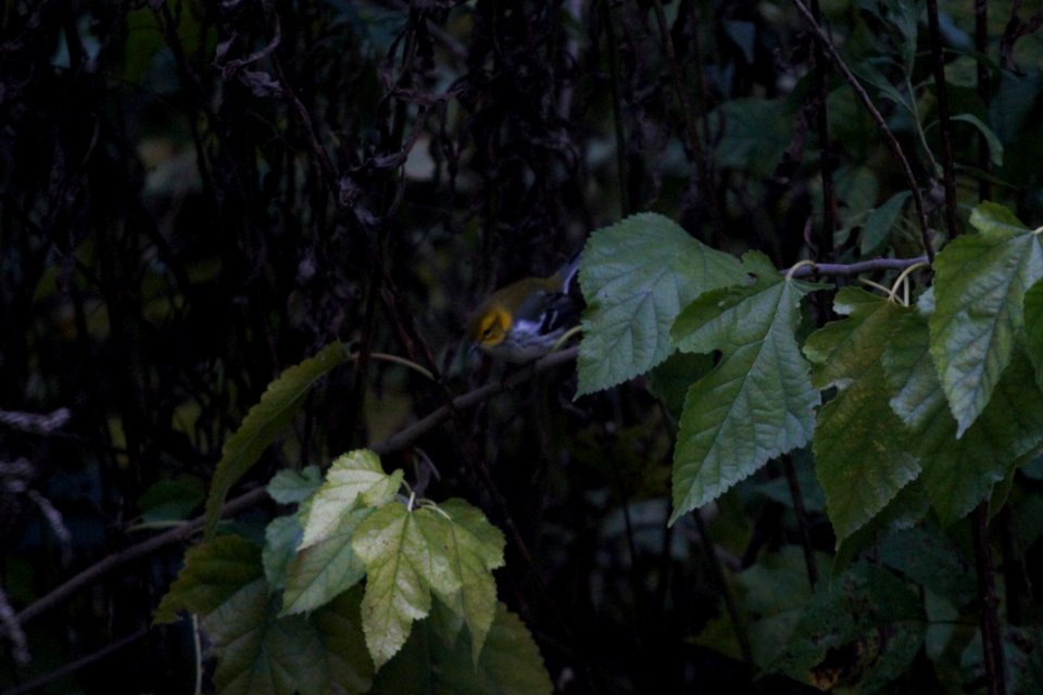 IMG 4576c Black-throated Green Warbler Hse Kankakee IL 10-15-2017