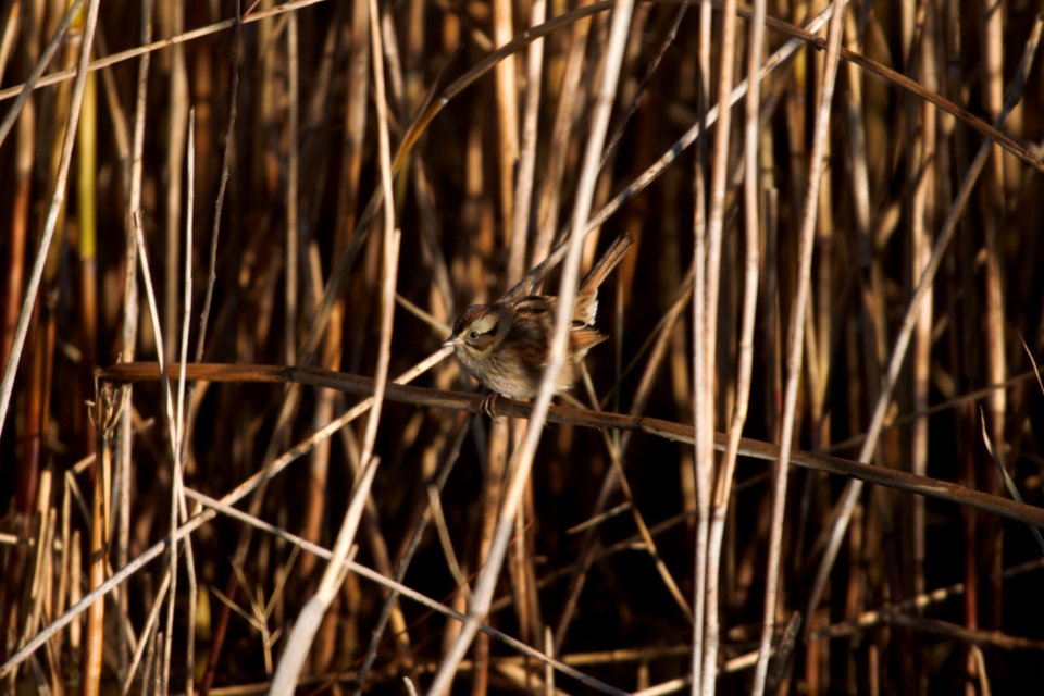 IMG 6022c Swamp Sparrow Mskota Sands Kankakee Co IL 11-29-2017