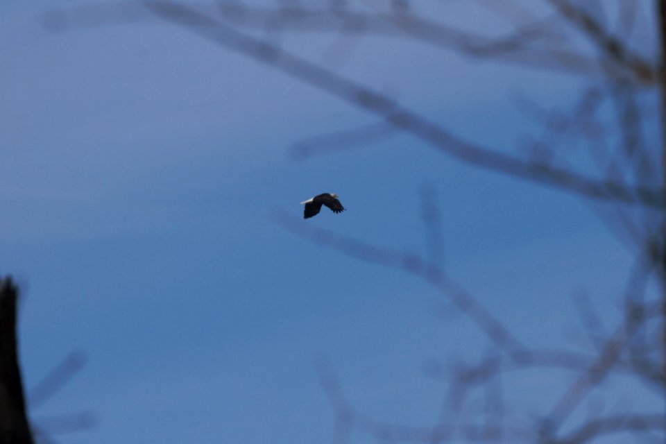 IMG 7882c Bald Eagle LeVasseur-Perry Farm Park Kankakee IL 2-13-2018