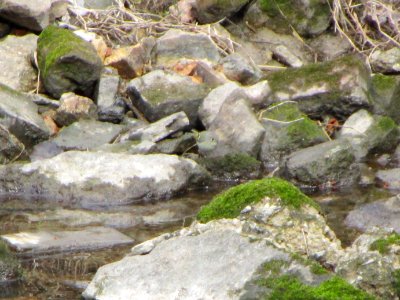 IMG 3671c Ruby-crowned Kinglet Gar Creek Trail Kankakee IL 4-4-2018