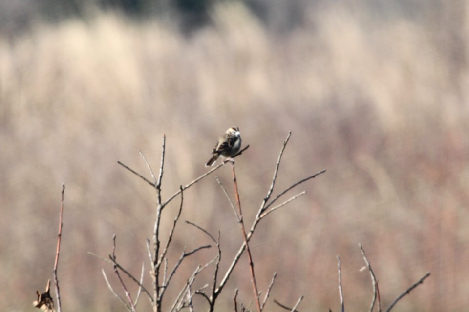 IMG 9259c Lark Sparrow TNC Kankakee Sands IN 4-27-2018