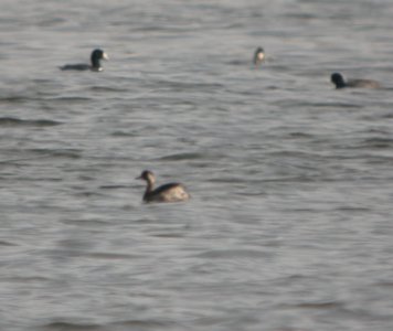 DSCN8239 c Eared Grebe  Newton Co IN 5-6-13