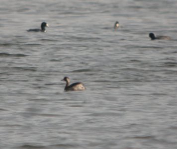 DSCN8239 c Eared Grebe Newton Co IN 5-6-13 photo