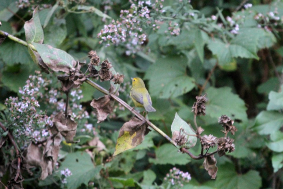 IMG 3487c Wilson's Warbler Hse Kankakee IL 10-2-2017