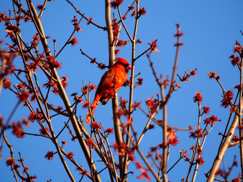 Redbud and Cardinal
