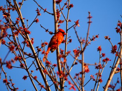 Redbud and Cardinal