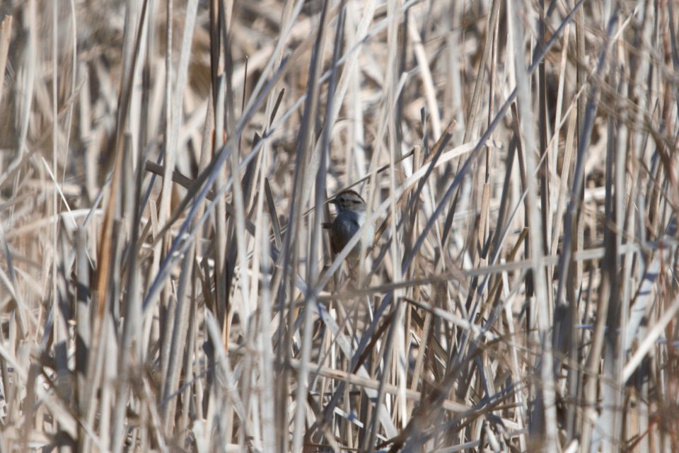 IMG 8313c Swamp Sparrow Willow Slough FWA IN 3-9-2018