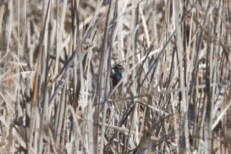 IMG 8313c Swamp Sparrow Willow Slough FWA IN 3-9-2018