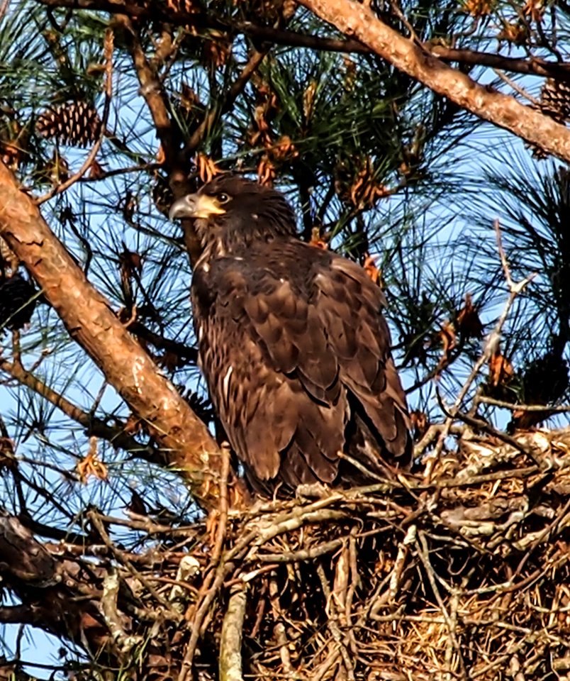 Young Eagle at Berry College