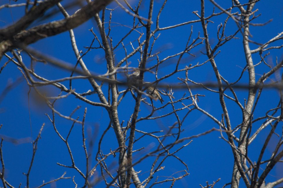 IMG 7062c Pine Siskin Kankakee IL 1-6-2018