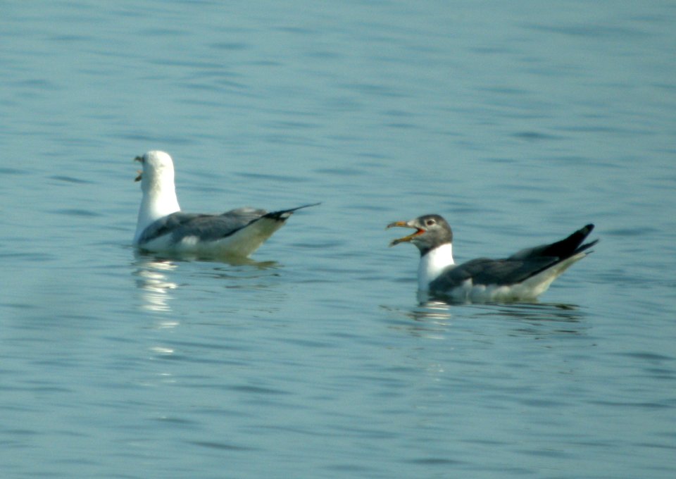 DSCN4173 c Laughing x Ring-billed Gull Will Co IL 7-5-12