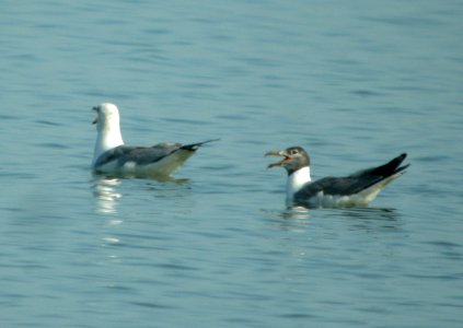 DSCN4173 c Laughing x Ring-billed Gull Will Co IL 7-5-12